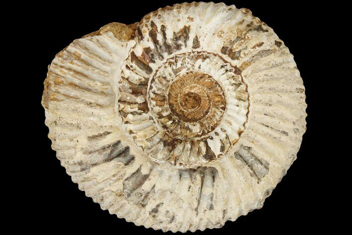 Jurassic Ammonite (Perisphinctes) Fossil - Madagascar #181978